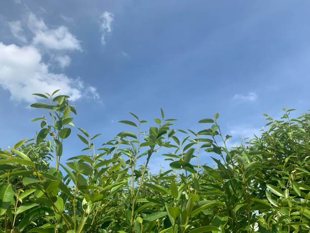 istock Green leaves against the sky. White background for background design. 1326651594