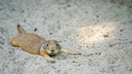 Black-tailed prairie dog (Cynomys ludovicianus) lying in the sand and resting on a hot summer day