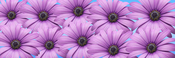 istock Fresh and purple daisies on light pastel blue background. 1326655723
