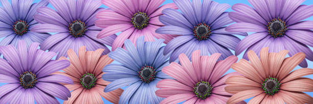 istock Fresh and colorful daisies on light pastel blue background. 1326655724