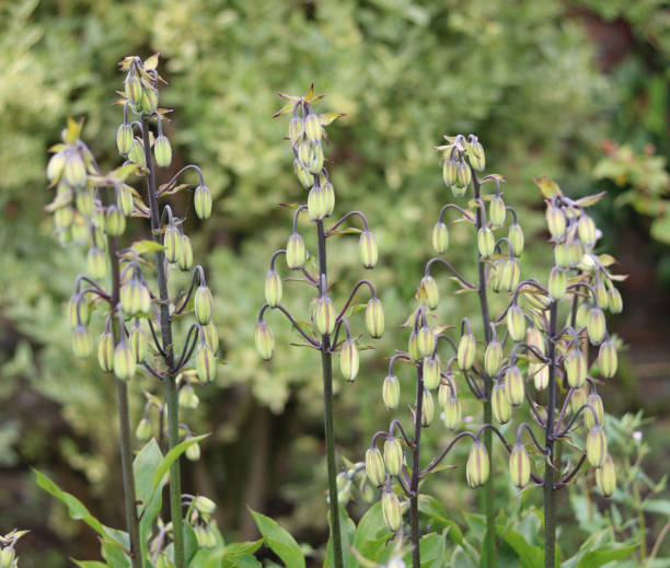 istock White flowers and foliage in garden setting 1326656078