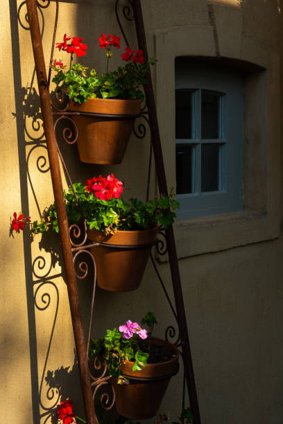 istock pot plants in ladder outside window 1326656224