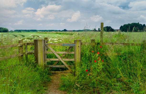 Ramblers swing gate and footpath flanked by wild flowers in countryside. Beverley, UK. Ramblers wooden swing-gate and footpath flanked by flowering wild flowers  though farmland under bright cloudy sky near Minster Way in Beverley, Yorkshire, UK. yorkshire england photos stock pictures, royalty-free photos & images