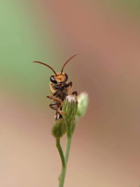 istock Small Nomia Bee on a Plant 1326657547