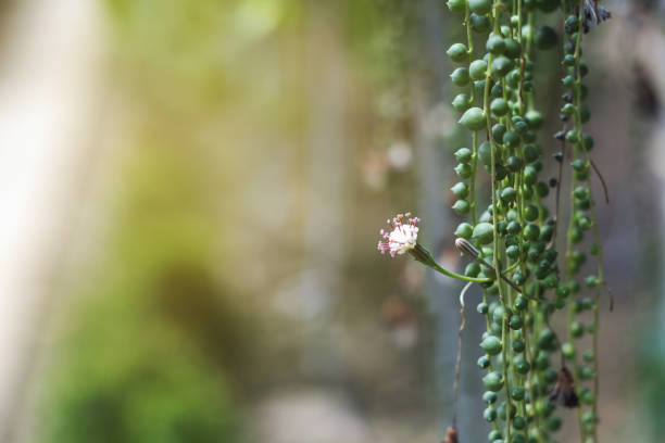 Summer flowers in hanging basket. blur, green,  backround. a woven basket of flowers, Wicker Flower Basket