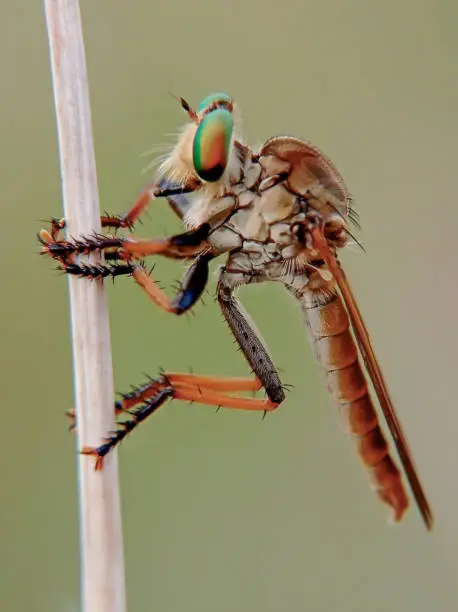 a photo of rainbow robberfly hanging on a grass