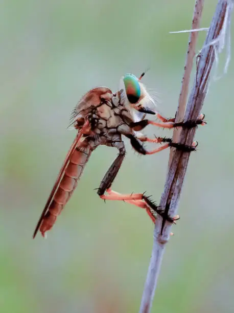 a Rainbow Robberfly hanging on a wild grass