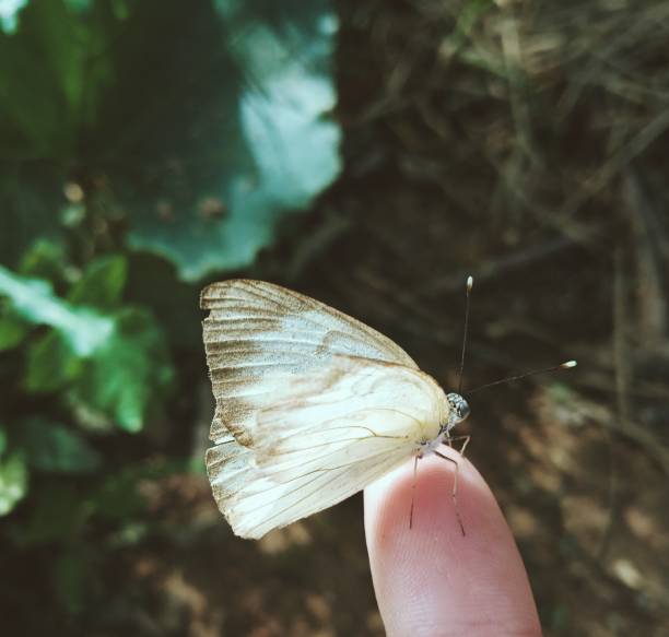 istock a little butterfly landing 1326658912