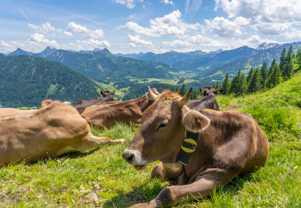 ドイツ・アルガウアルプスの山の牧草地に住む乳牛の群れ - allgau ストックフォトと画像