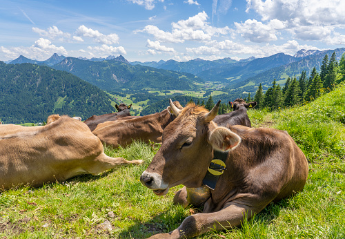 herd of Allgaeu milk cows resting on a green summer pasture above the Village of Unterjoch in the Allgaeu Mountains, Bavaria,