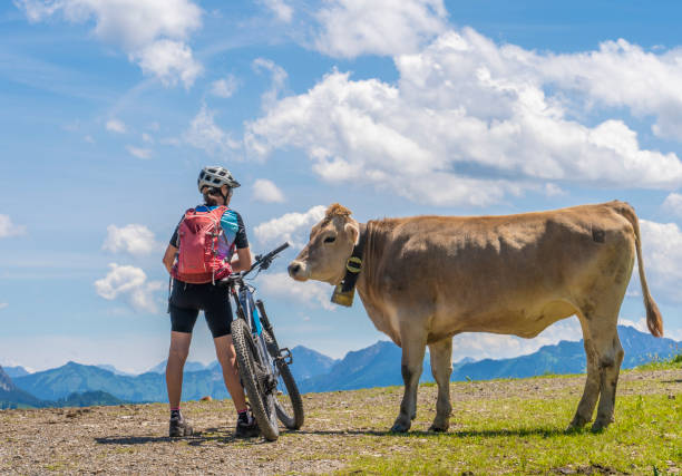 mujer con bicicleta de montaña habla con una vaca en los alpes de allgau, alemania - cencerro fotos fotografías e imágenes de stock