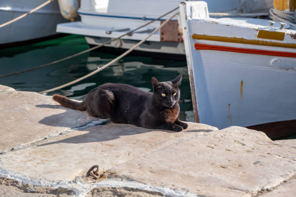 istock Cat on the harbor dock, waiting for food, Greece, Cyclades. 1326660385