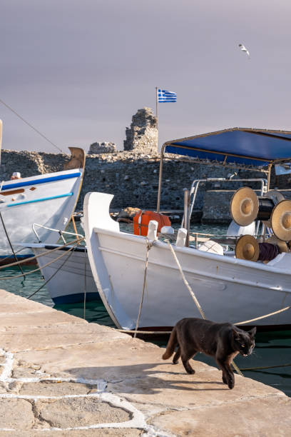 istock Cat on the harbor dock, looking for food, Greece, Cyclades. 1326660391