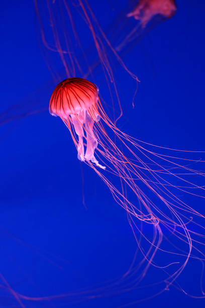 istock Bright pink jellyfish on a blue background. 1326661793