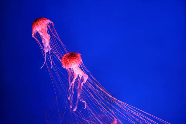 istock Bright pink jellyfish on a blue background. 1326661794