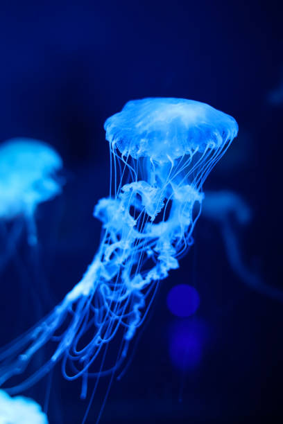 istock Bright neon jellyfish on a blue background. 1326661796