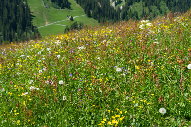 istock blooming mountain meadow in Vorarlberg mountains, Austria 1326661919