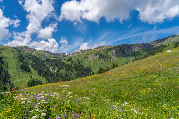 istock blooming mountain meadow in Vorarlberg mountains, Austria 1326662023