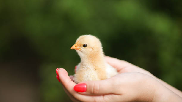 istock a little chick in your hand 1326662157