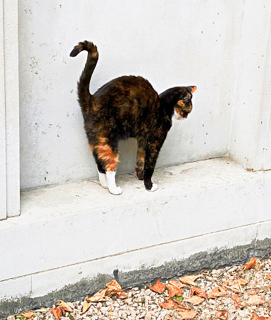 Cat on a plinth