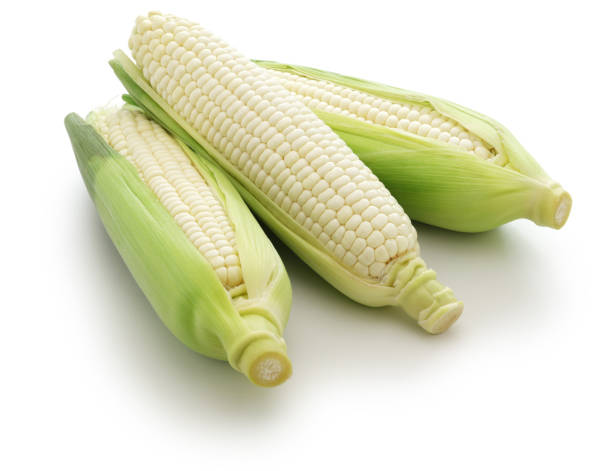 three white sweet corns isolated on white background stock photo