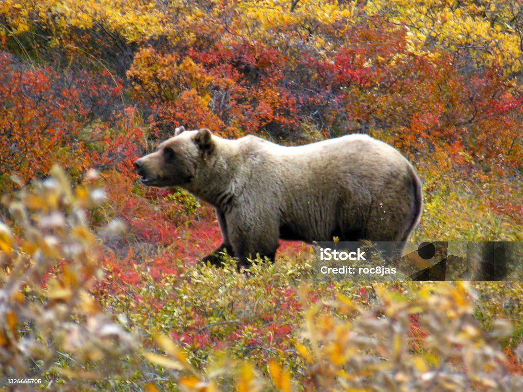 Grizzly in Fall Grizzlies are busy eating the last berries of the season in Denali, National Park, Alaska. Autumn Stock Photo