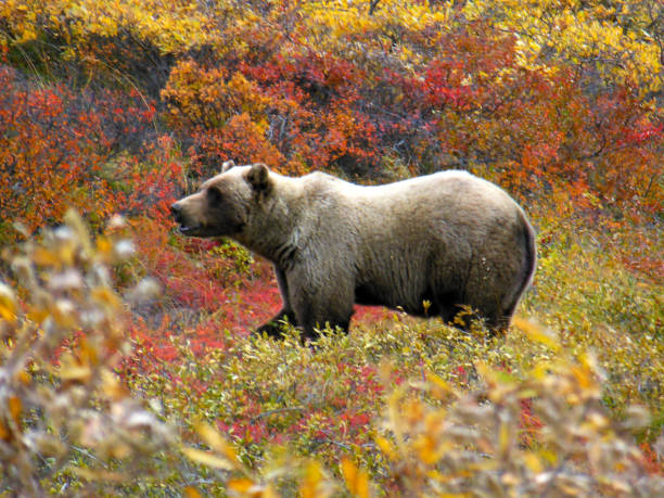 Grizzly in Fall stock photo