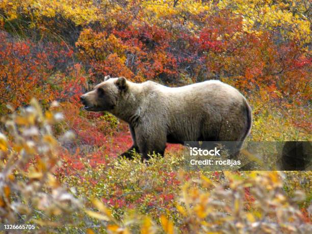 Grizzly In Fall Stock Photo - Download Image Now - Autumn, Alaska - US State, Animal Wildlife