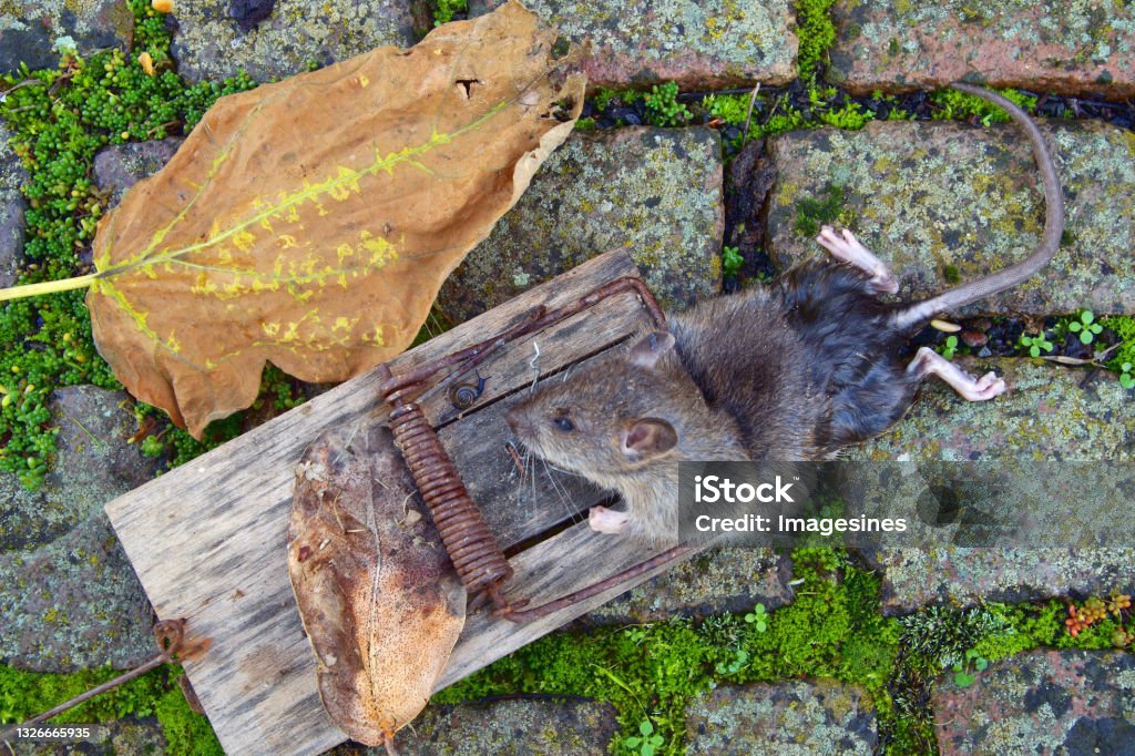 Rat In A Trap A Large Gray Rat Killed In A Trap Of A Large