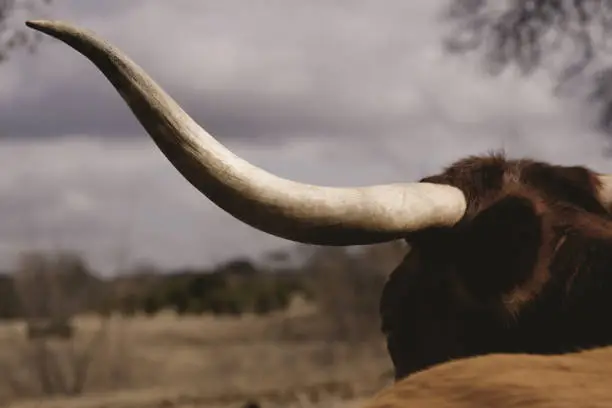 Photo of Close up of Texas longhorn cow horn on sky background.