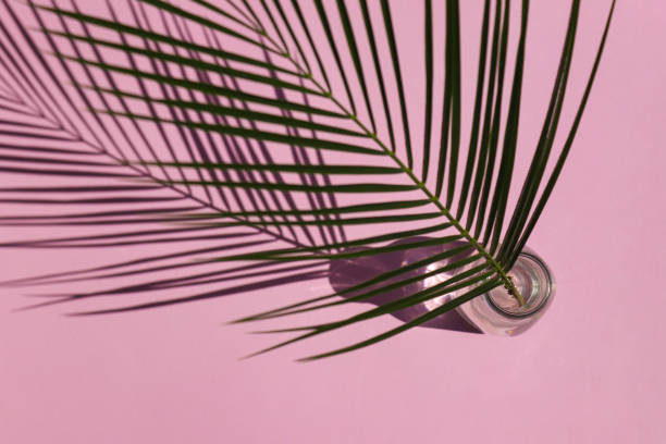 Summer minimalistic flat lay. Palm leaf in vase with hard light and deep shadows top view on pink background. Selective focus