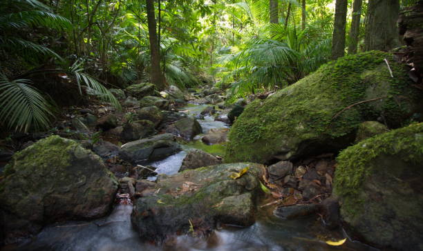istock Slow motion timelapse of small river running through Daintree Rain Forest, Port Douglas, Australia. 1326671128