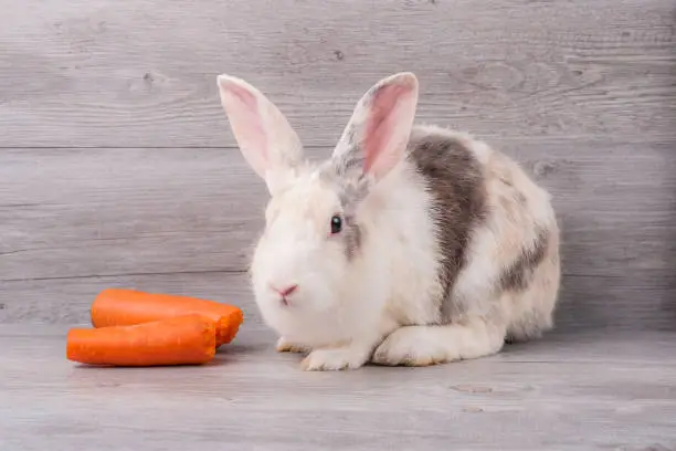 Photo of Cute rabbit sitting on wooden table with carrot food