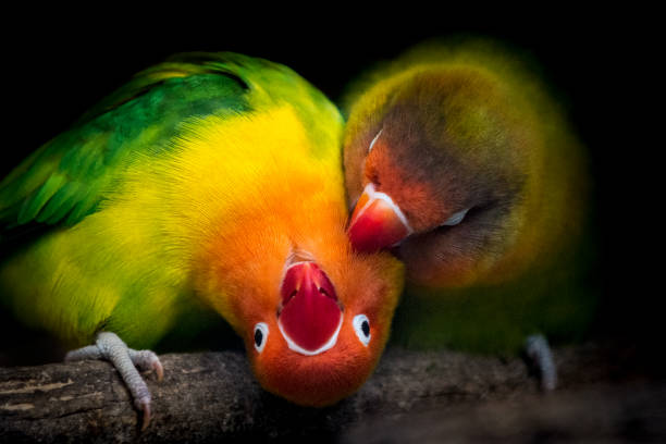 Funny lovebirds Two preening lovebirds against black background. Lovebirds are a social and affectionate small parrot native to the African continent. parrot photos stock pictures, royalty-free photos & images
