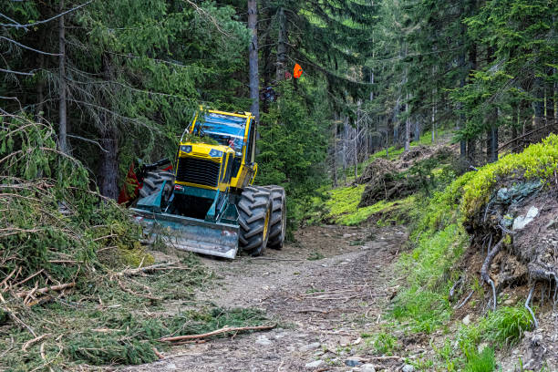 istock Tree logging in Ziar valley, Western Tatras, Slovakia 1326671890