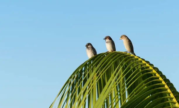 House sparrow perching on palm frond the three of us against clear blue sky.