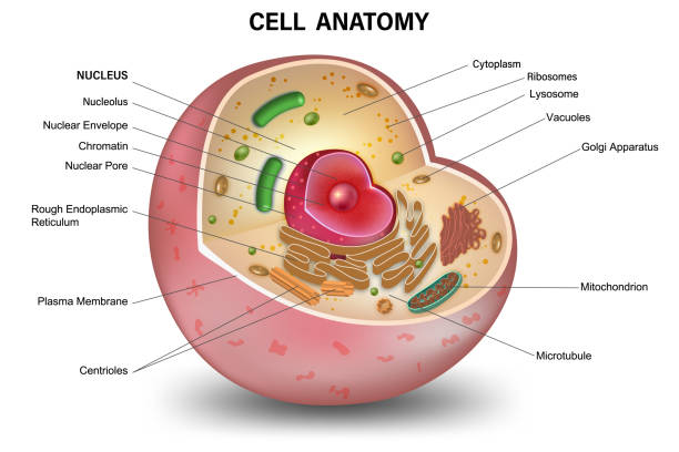 Animal Cell Diagram Stock Photos, Pictures & Royalty-Free Images - iStock