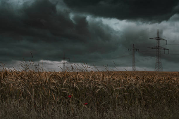 la tempesta sta arrivando - storm wheat storm cloud rain foto e immagini stock