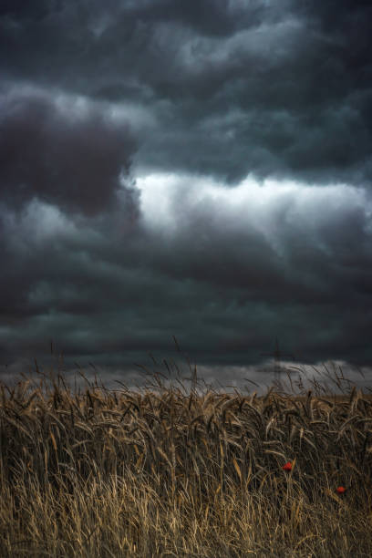 la tempesta sta arrivando - storm wheat storm cloud rain foto e immagini stock