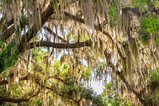 Gainesville, Florida tunnel canopy on street road of Southern live oak tree branches with hanging Spanish moss in Paynes Prairie State Park