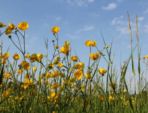 istock buttercups in a grassland with a blue sky 1326677284