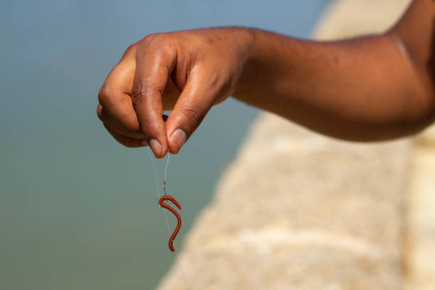 Hands of a black man catches worms to fish