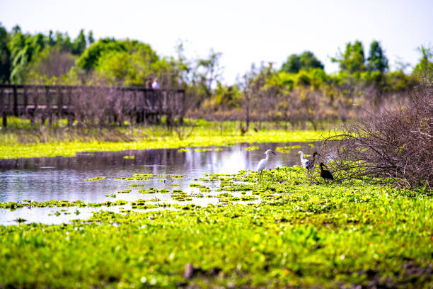 플로리다 주 게인즈빌에 있는 페인스 프레리 보호구역 주립공원의 습지 늪에서 산책로 보드워크를 가진 야생 화이트 헤론 이그레트 새들 - wading bird everglades national park egret 뉴스 사진 이미지
