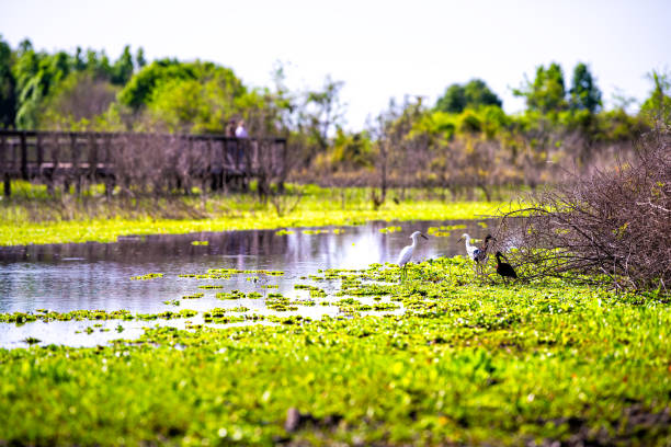 dziki biały czapla egret ptaków z chodnikiem w bagnie bagna bagna w paynes prairie preserve state park w gainesville na florydzie - white heron zdjęcia i obrazy z banku zdjęć