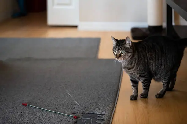 Uninterested young tabby cat playing with wand toy in living room home on carpet floor looking