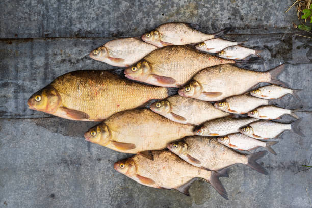 A fish catch laid out in a school on a gray metal surface. Bream and roach are available in various sizes. Background.