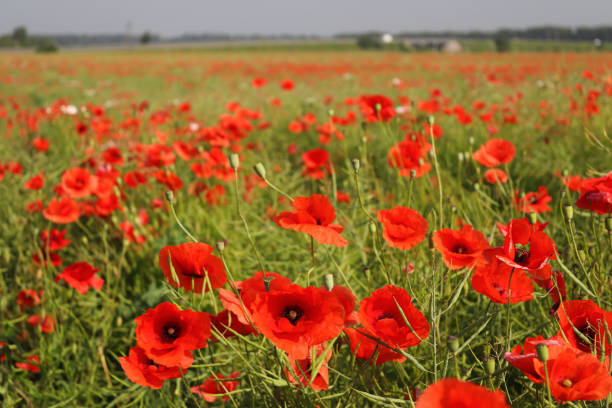istock Poppy field on a sunny summer day. Nature and landscape. Selective focus 1326678038