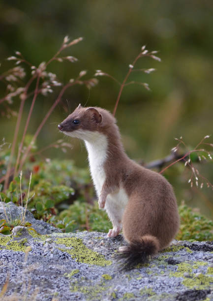 ermine standing on a rock a superb ermine standing on a rock before disappearing in a few seconds stoat mustela erminea stock pictures, royalty-free photos & images