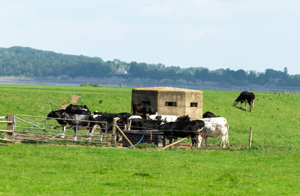 istock A herd of dairy cattle grazing in the marshes 1326678326