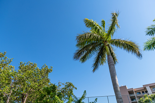 Bonita Springs, Florida town in Collier county near Barefoot Beach with view looking up on palm tree and blue sky of condo apartments neighborhood